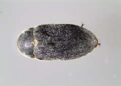 Dermestes frischii