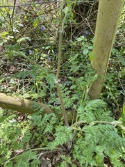 Anthriscus sylvestris