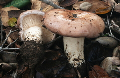 Lactarius argillaceifolius megacarpus
