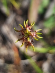 Genoplesium ciliatum