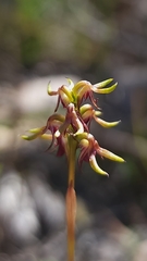 Genoplesium ciliatum