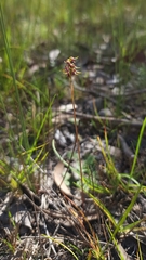 Genoplesium ciliatum