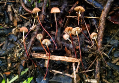 Marasmius siccus