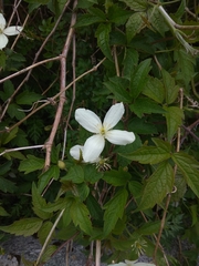 Clematis montana