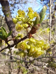 Lindera erythrocarpa