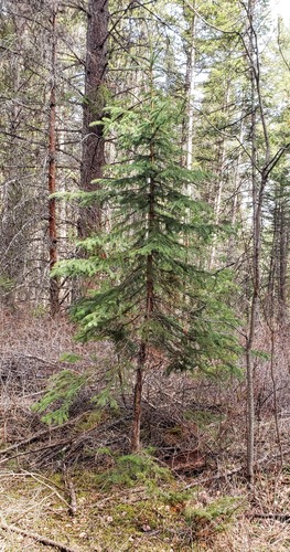 Western white spruce (Picea × albertiana)