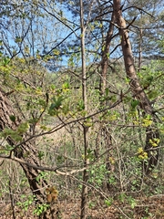 Lindera erythrocarpa