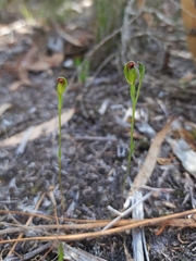 Pterostylis corpulenta