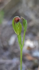 Pterostylis corpulenta