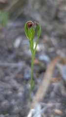 Pterostylis corpulenta