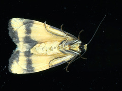 Termessa zonophanes