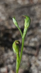 Pterostylis corpulenta