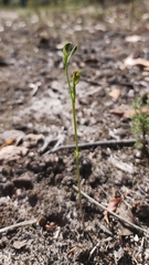 Pterostylis corpulenta