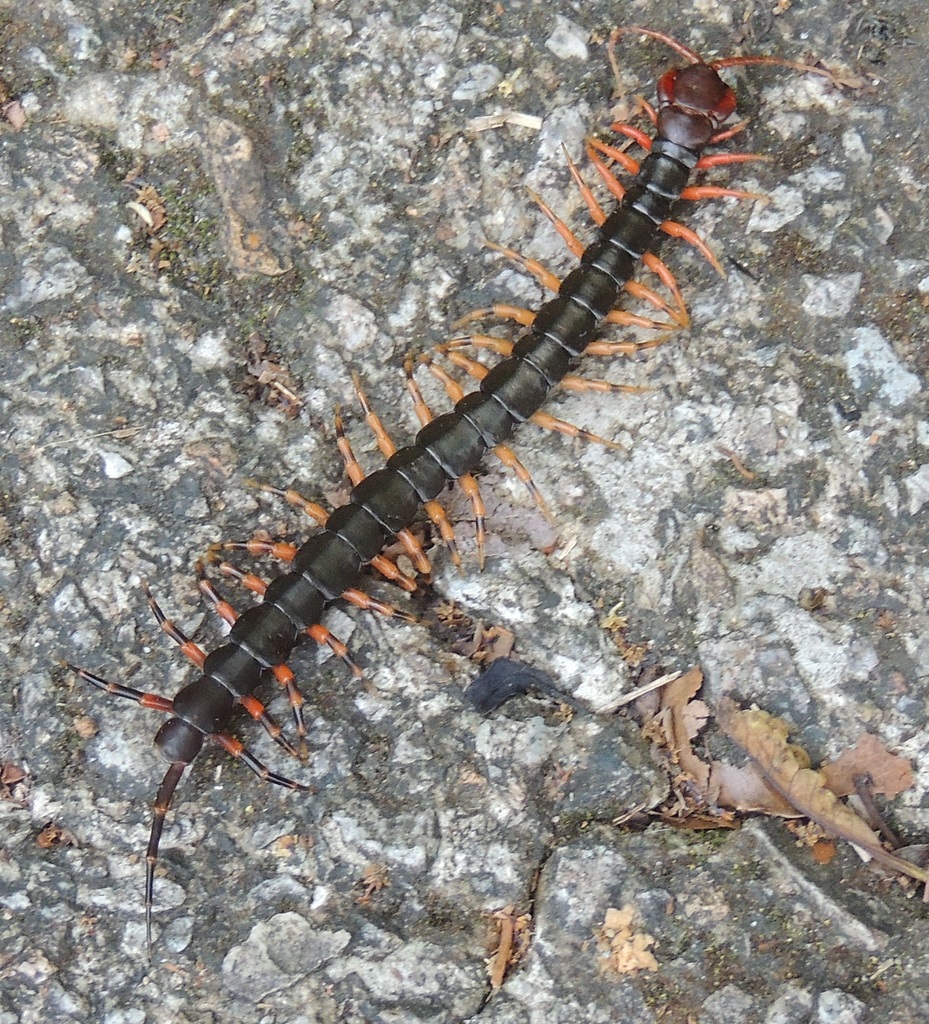 Scolopendra hainanum