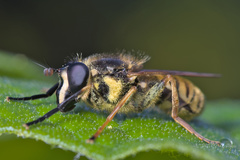 Sphecomyia