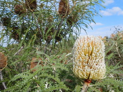 Banksia speciosa