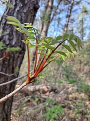 Toxicodendron trichocarpum