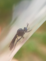 Dioctria atricapilla