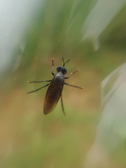 Dioctria atricapilla