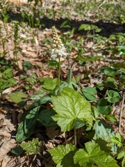 Tiarella austrina