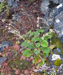Geum cockaynei