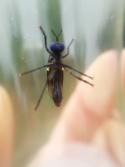 Dioctria atricapilla