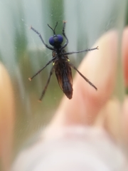 Dioctria atricapilla