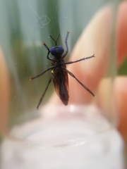 Dioctria atricapilla