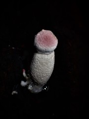 Boletellus deceptivus