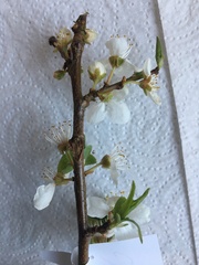 Prunus