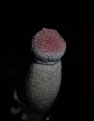 Boletellus deceptivus