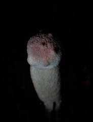 Boletellus deceptivus