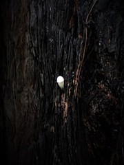 Boletellus deceptivus