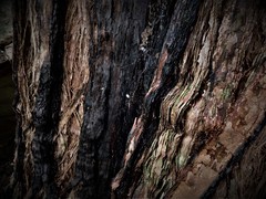 Boletellus deceptivus