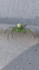 Diaea dorsata