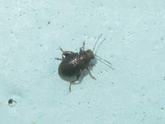 Chaetocnema hortensis