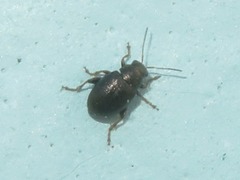 Chaetocnema hortensis