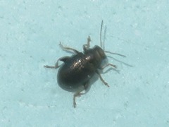 Chaetocnema hortensis