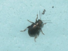 Chaetocnema hortensis