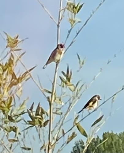 Carduelis carduelis