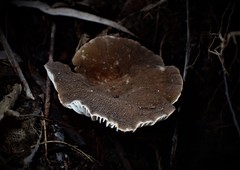 Lactifluus wirrabara