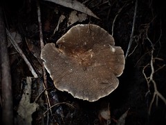 Lactifluus wirrabara