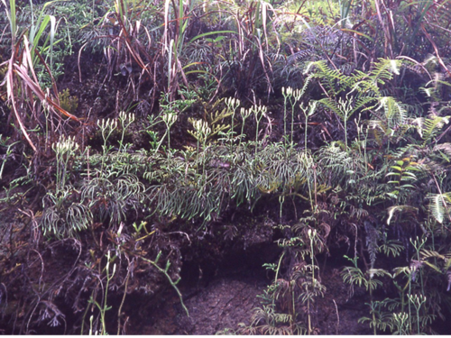 northern ground-cedar