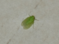 Tropiduchinae