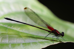 Hetaerina fuscoguttata