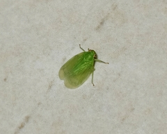 Tropiduchinae