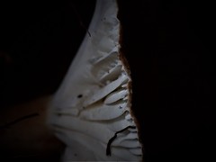 Lactifluus wirrabara