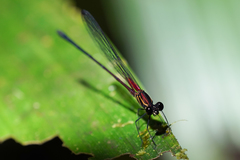 Hetaerina fuscoguttata