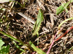 Chimarocephala pacifica