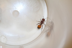 Dasymutilla dionysia